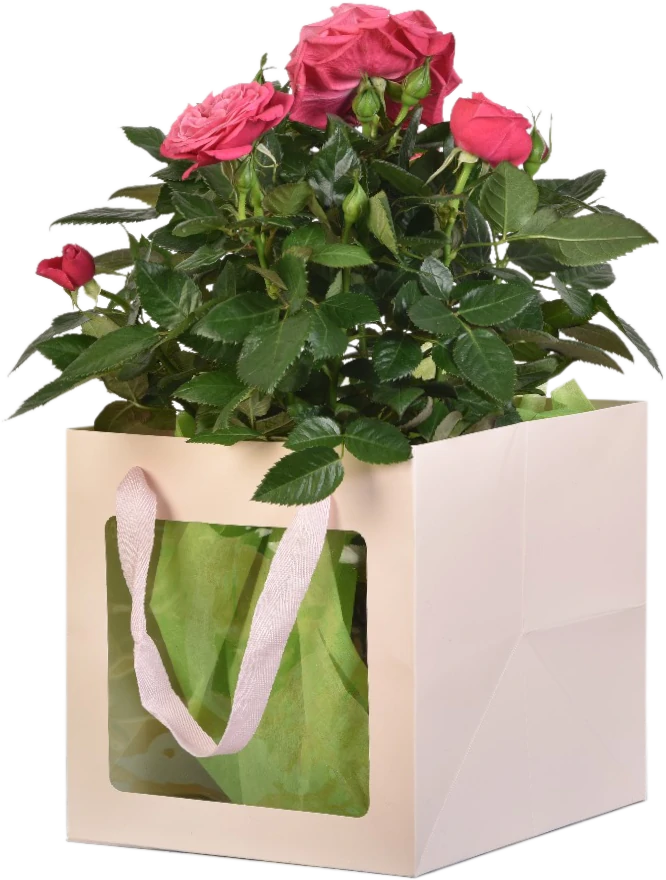 La confezione di LIBERA ESPRESSIONE del vaso di rose per la Festa della Mamma 2025